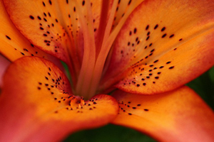 成悉寺（じょうしつじ）